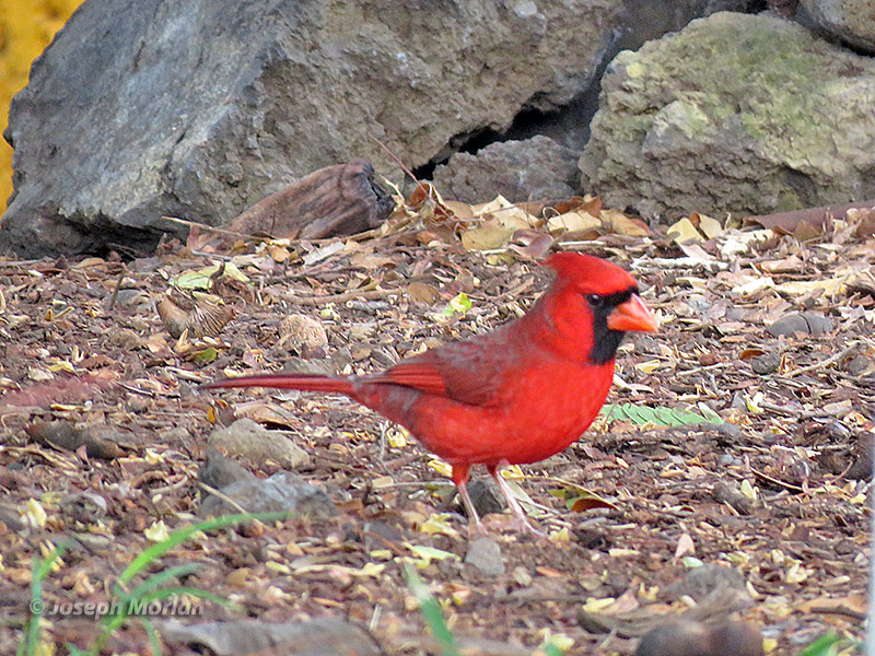 Northern Cardinal (Cardinalis cardinalis) 