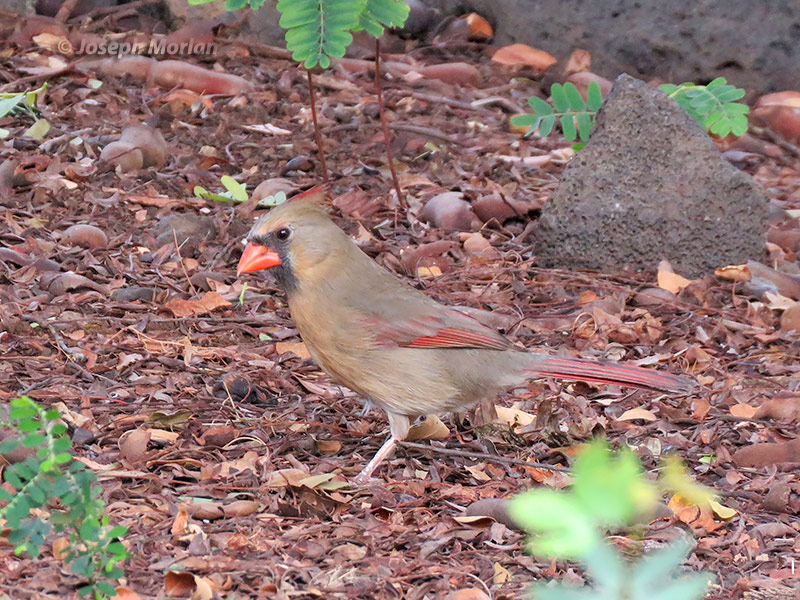 Northern Cardinal (Cardinalis cardinalis) 