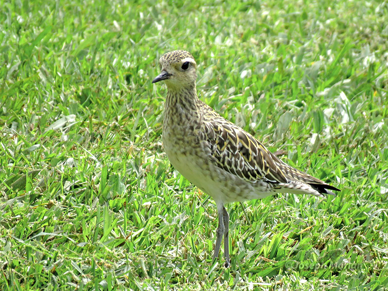 Pacific Golden-Plover (Pluvialis Fulva)