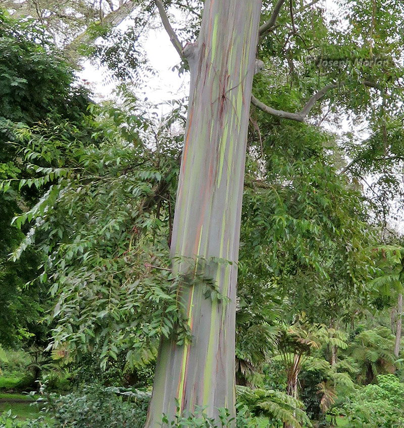 Rainbow Eucalyptus (Eucalyptus deglupta)