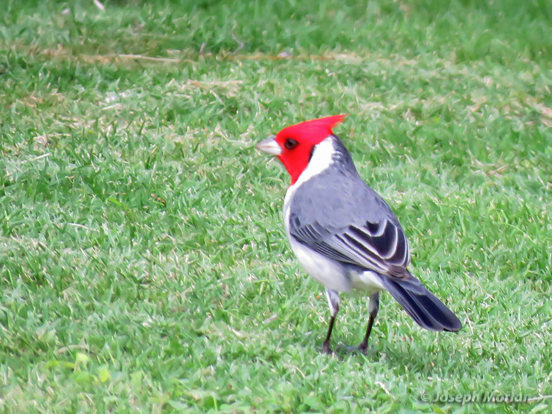 Red-crested Cardinal (Paroaria coronata) 