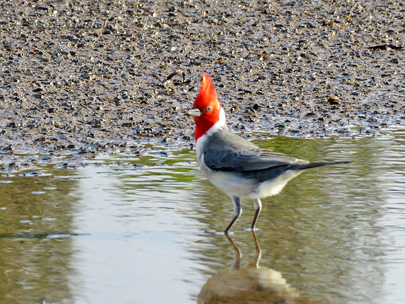 Red-crested Cardinal (Paroaria coronata) 