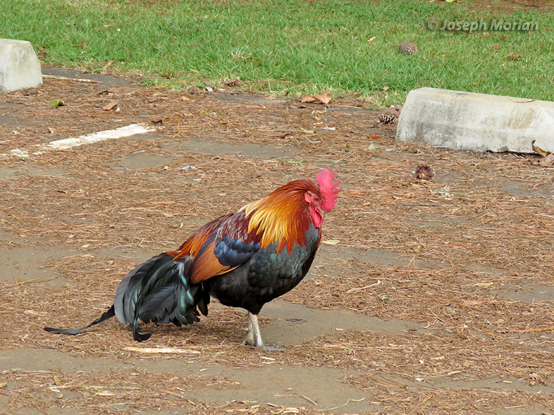 Red Junglefowl (Gallus gallus)