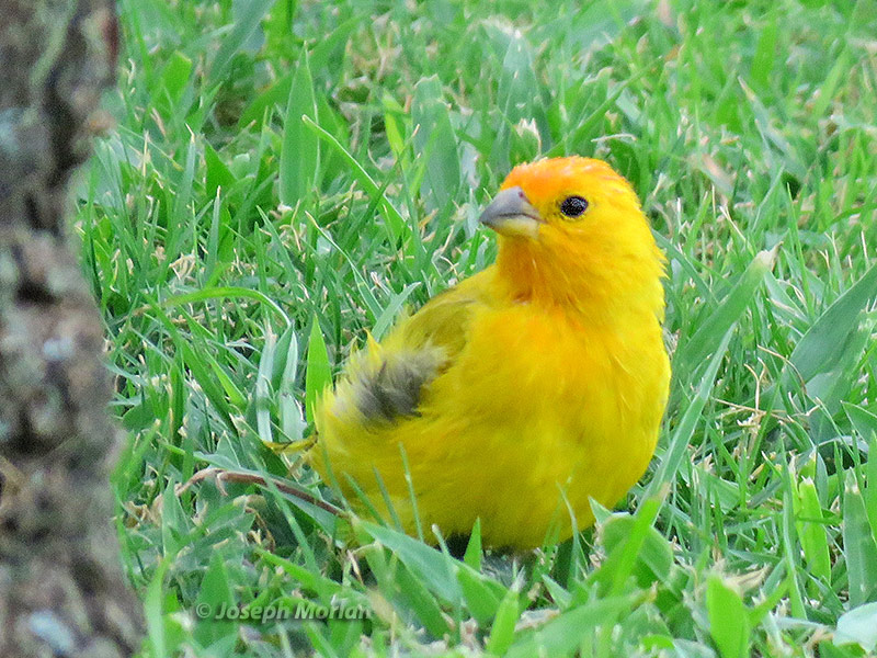 Saffron Finch (Sicalis flaveola) 