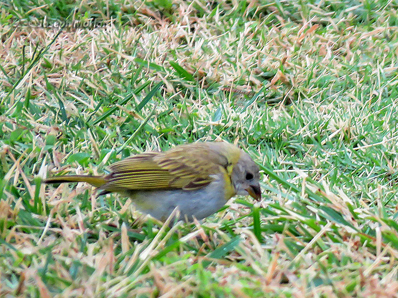 Saffron Finch (Sicalis flaveola)