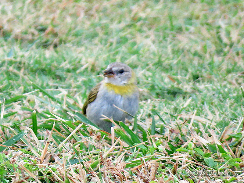 Saffron Finch (Sicalis flaveola)