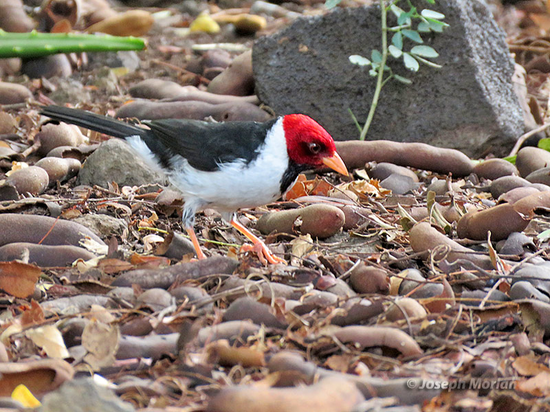 Yellow-billed Cardinal (Paroaria capitata) 