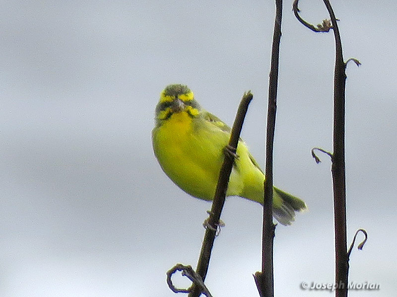 Yellow-fronted Canary (Crithagra mozambica) 