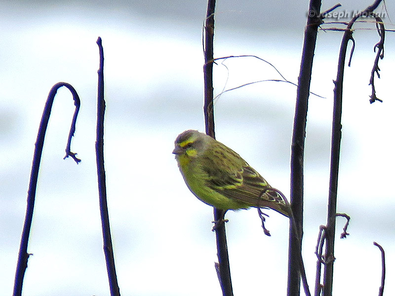 Yellow-fronted Canary (Crithagra mozambica) 