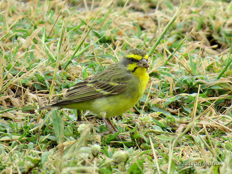 Yellow-fronted Canary (Crithagra mozambica) 