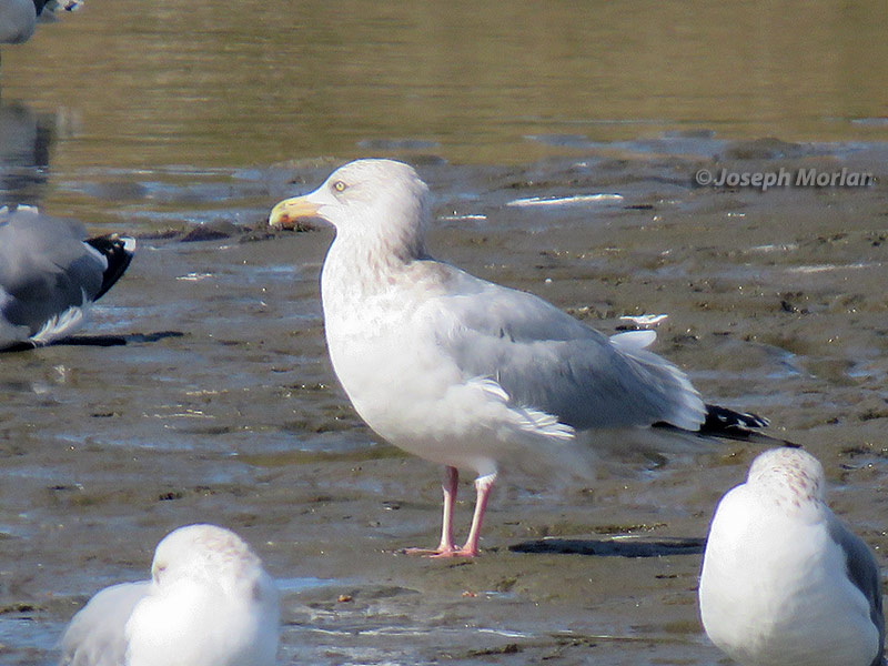  Herring Gull (Larus argentatus smithsonianus)