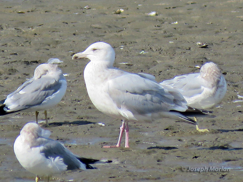  Herring Gull (Larus argentatus smithsonianus)
