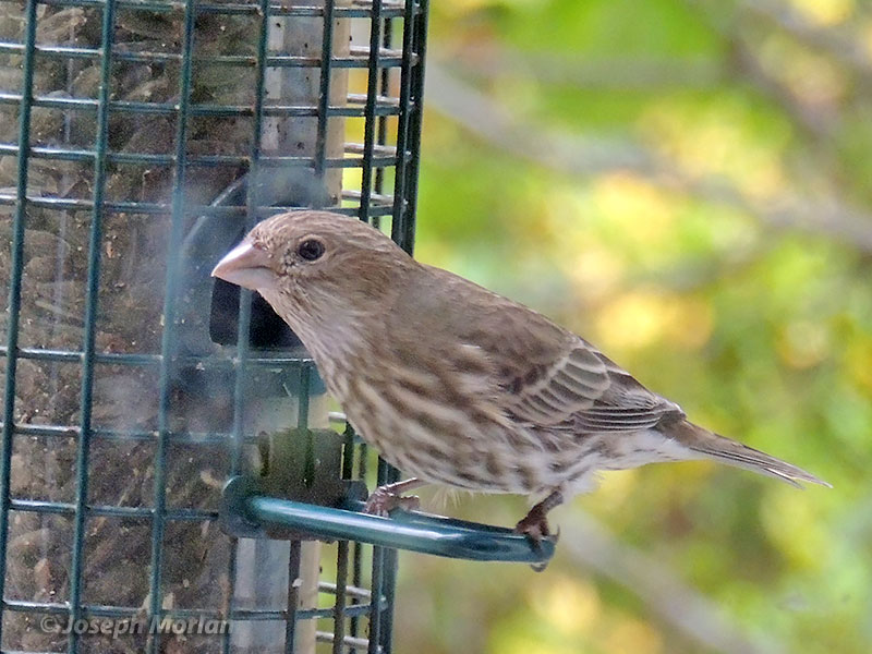 House Finch (Haemorhous mexicanus frontalis)