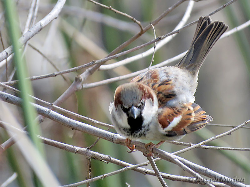 House Sparrow (Passer domesticus) 