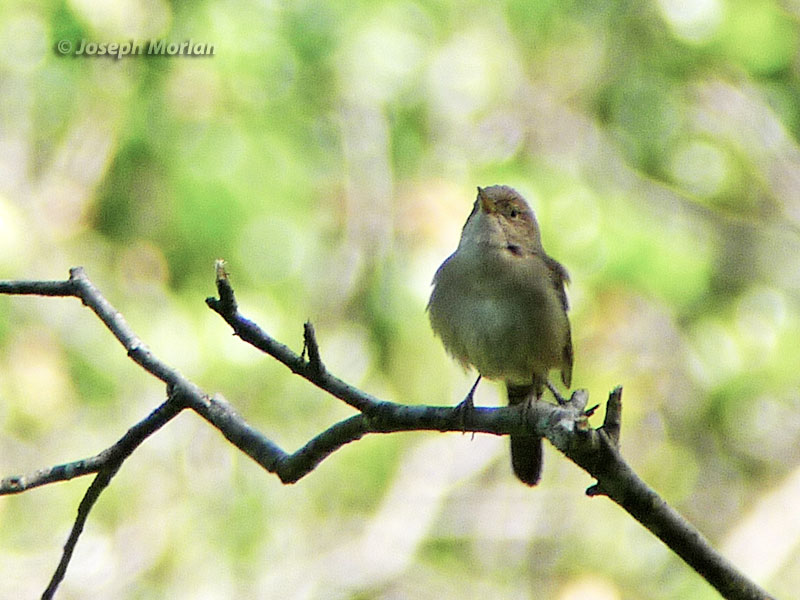 House Wren (Troglodytes aedon parkmanii)