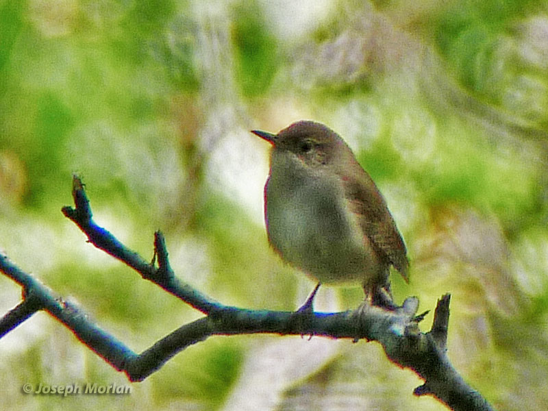 House Wren (Troglodytes aedon parkmanii)