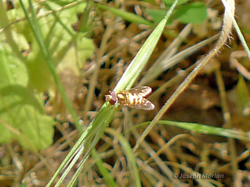 Margined Calligrapher (Toxomerus marginatus) 