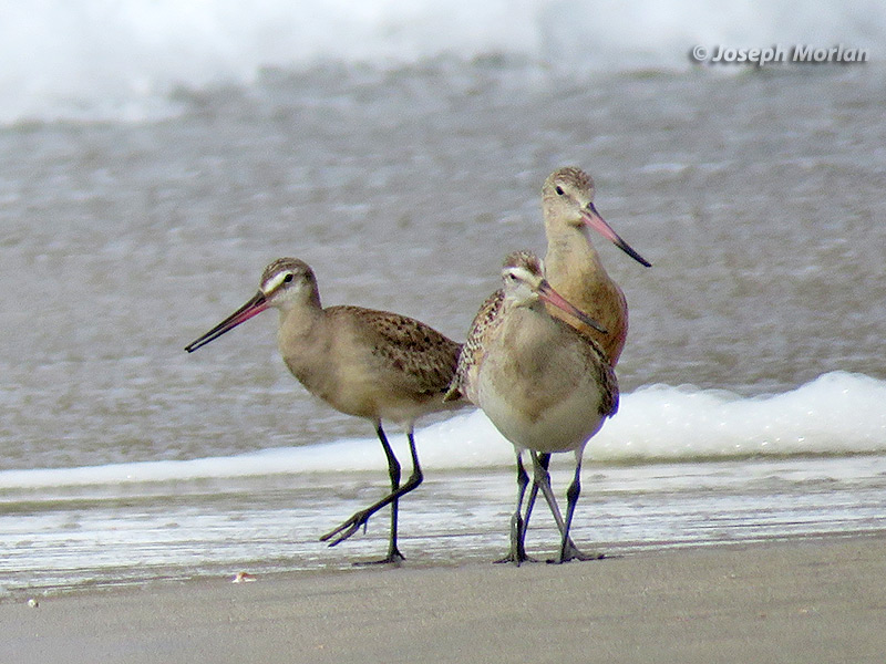 Bar-tailed Godwit (Limosa lapponica baueri) & Hudsonian Godwit (Limosa haemastica) 