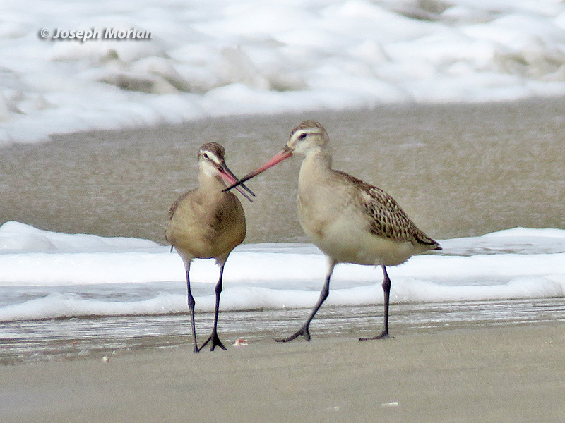 Bar-tailed Godwit (Limosa lapponica baueri) & Hudsonian Godwit (Limosa haemastica) 