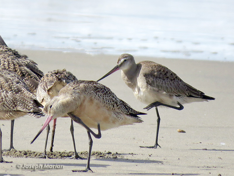 Hudsonian Godwit (Limosa haemastica) 