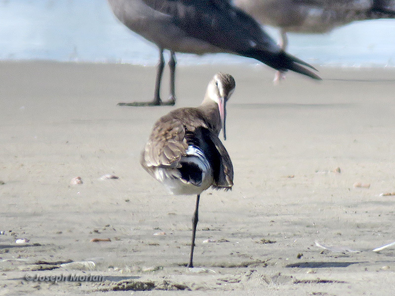 Hudsonian Godwit (Limosa haemastica) 