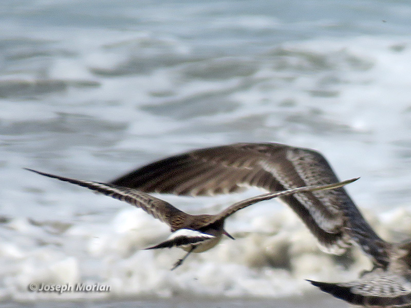 Hudsonian Godwit (Limosa haemastica) 