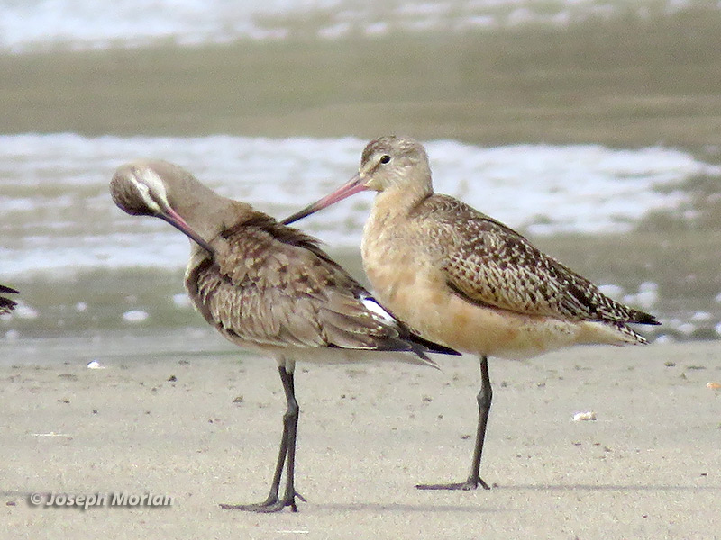 Hudsonian Godwit (Limosa haemastica) 
