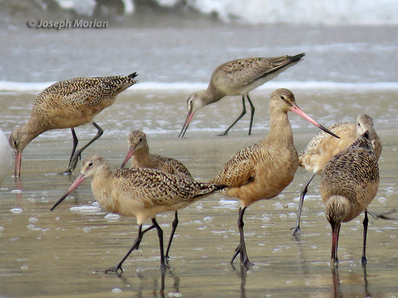 Hudsonian Godwit (Limosa haemastica) 