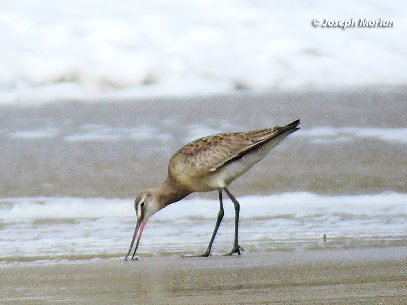 Hudsonian Godwit (Limosa haemastica) 