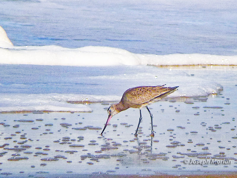 Hudsonian Godwit (Limosa haemastica)