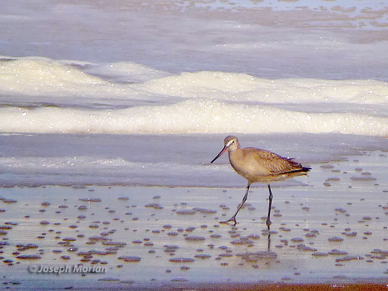 Hudsonian Godwit (Limosa haemastica)