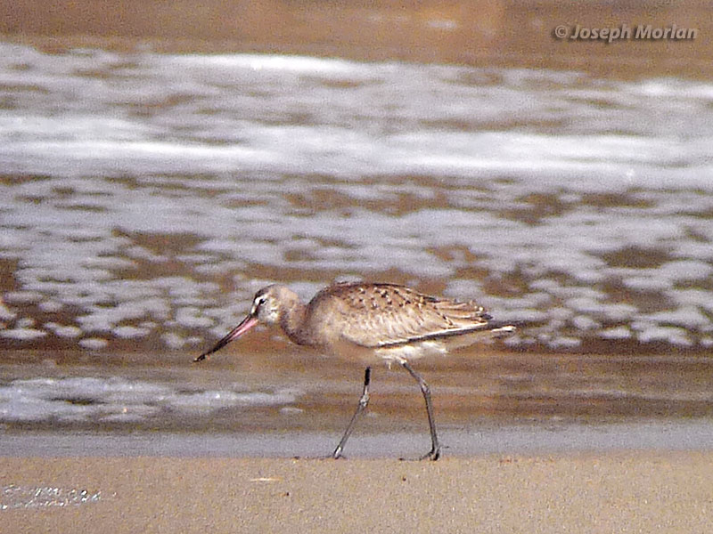 Hudsonian Godwit (Limosa haemastica)