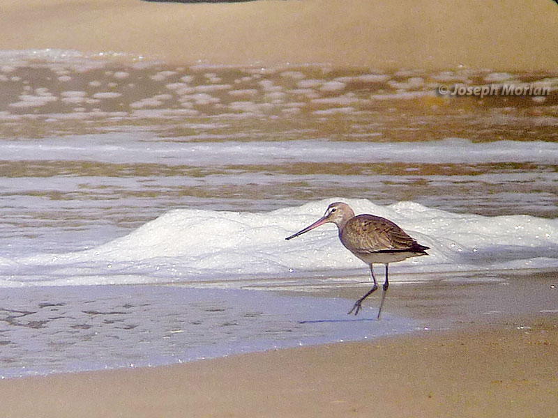 Hudsonian Godwit (Limosa haemastica)