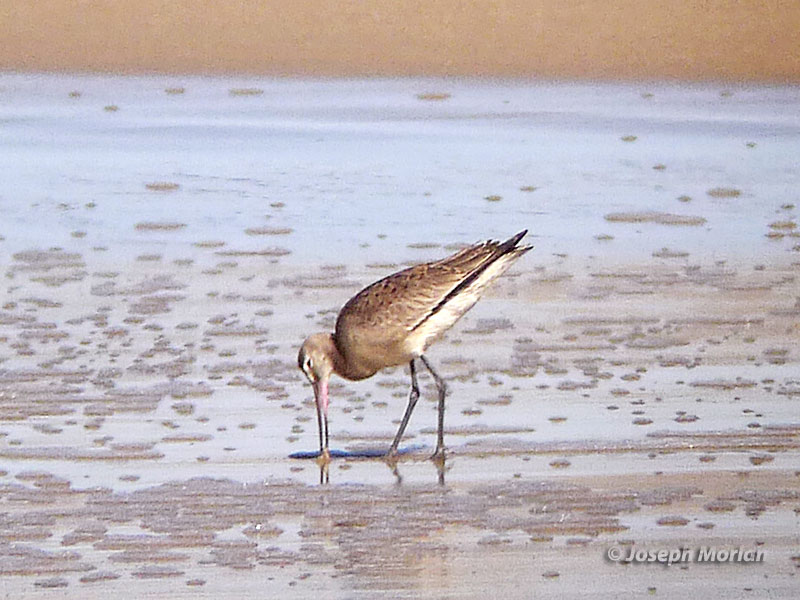 Hudsonian Godwit (Limosa haemastica)