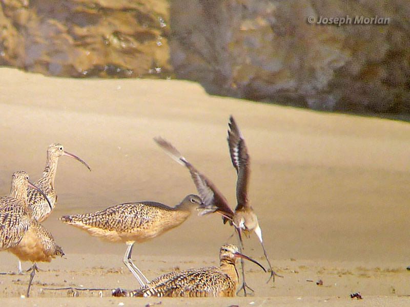 Hudsonian Godwit (Limosa haemastica)