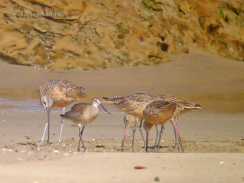 Hudsonian Godwit (Limosa haemastica)