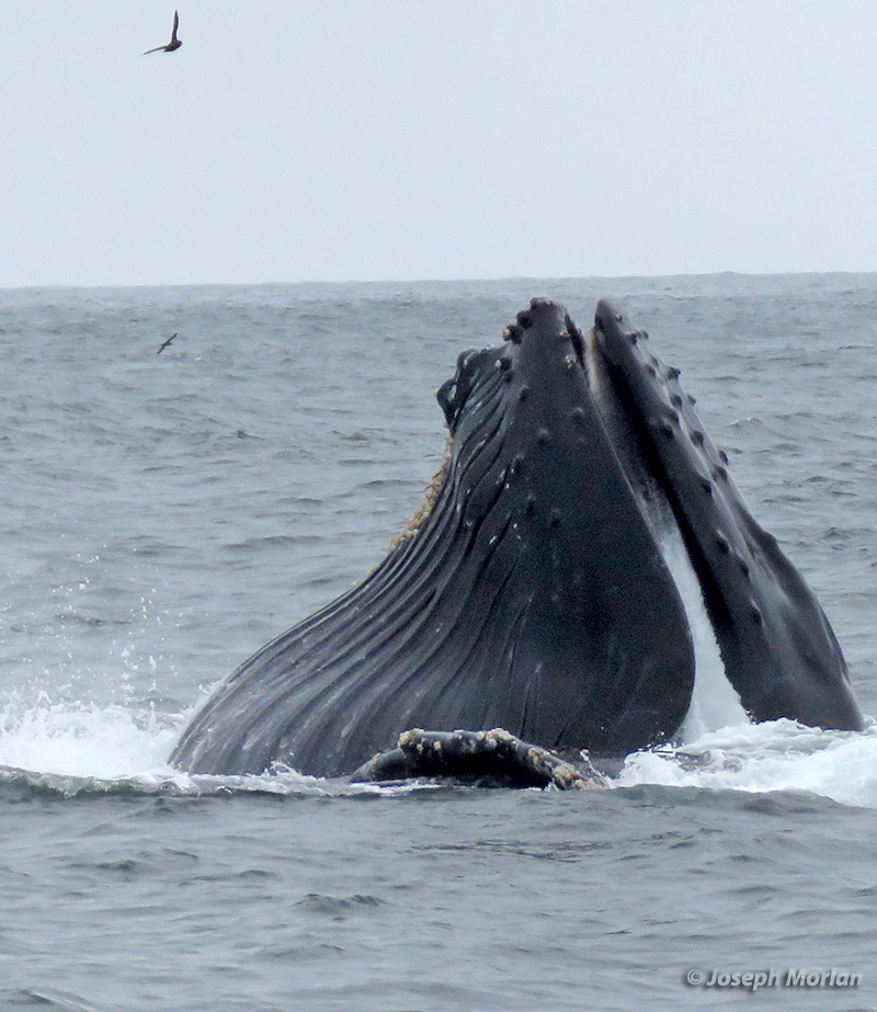 Humpback Whale (Megaptera novaeangliae)