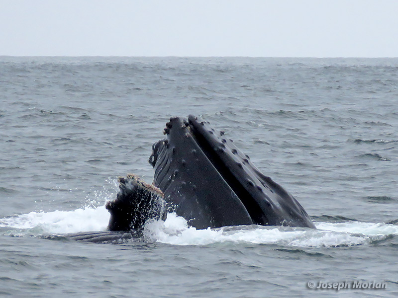 Humpback Whale (Megaptera novaeangliae) 