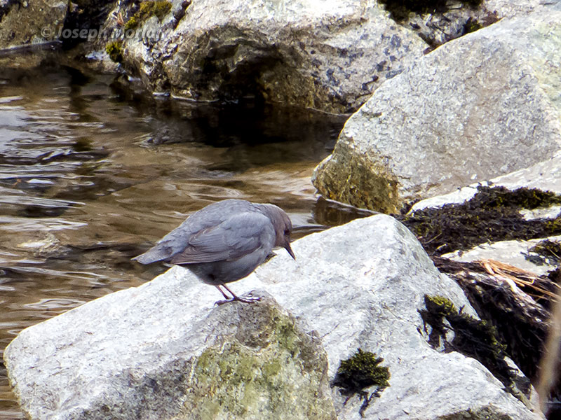 American Dipper (Cinclus mexicanus unicolor) 