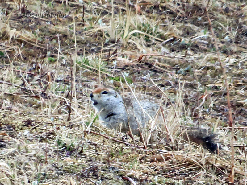 Arctic Ground-Squirrel (Spermophilus parryii ablusus) 