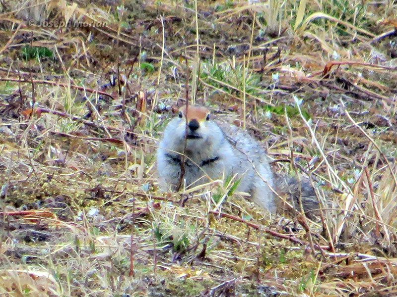 Arctic Ground-Squirrel (Spermophilus parryii ablusus) 