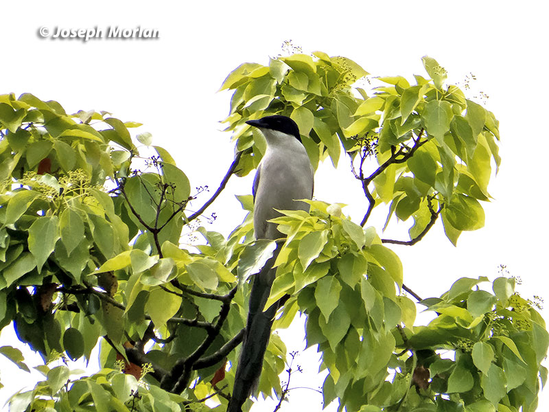 Azure-winged Magpie (Cyanopica cyanus japonica) 