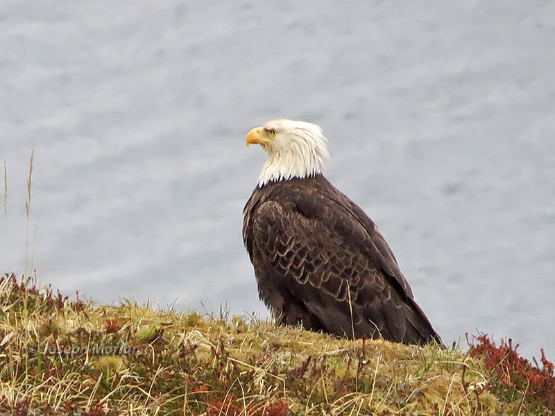Bald Eagle (Haliaeetus leucocephalus washingtoniensis) 