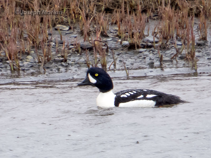 Barrow's Goldeneye (Bucephala islandica)