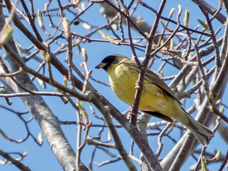 Black-faced Bunting (Emberiza spodocephala personata)