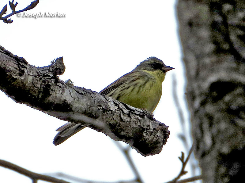  Black-faced Bunting (Emberiza spodocephala personata) 