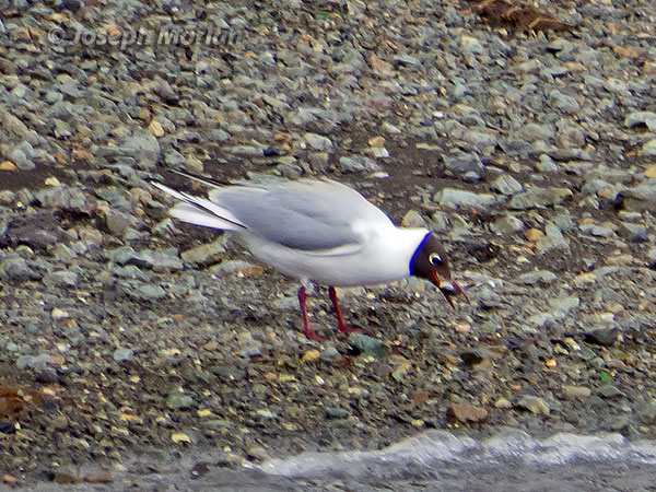  Black-headed Gull (Chroicocephalus ridibundus)