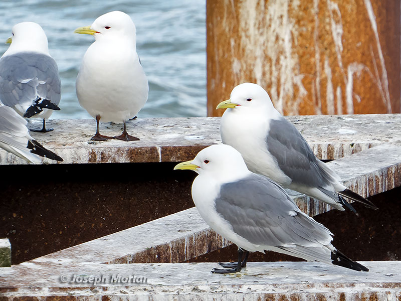 Black-legged Kittiwake (Rissa tridactyla pollicaris) 