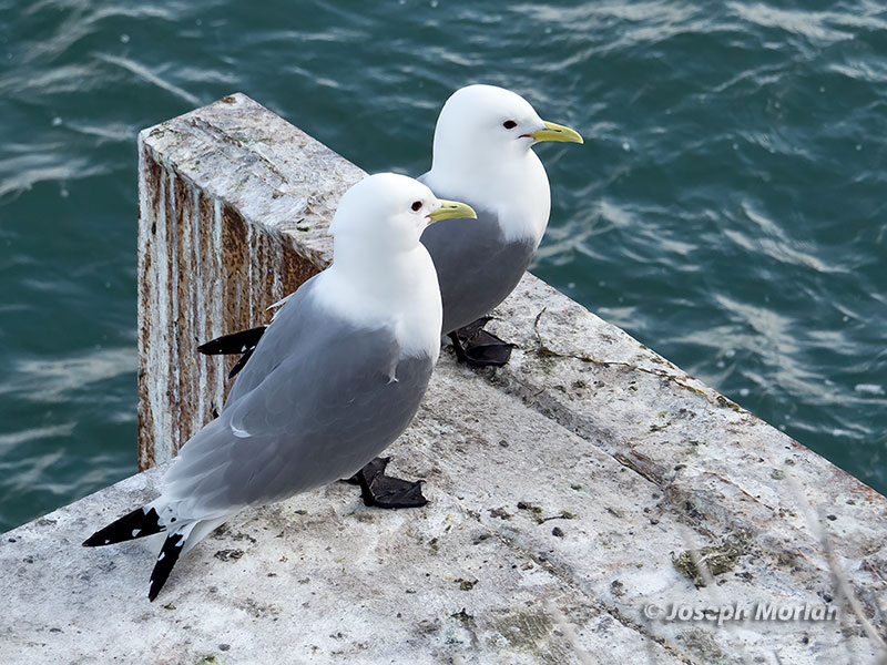 Black-legged Kittiwake (Rissa tridactyla pollicaris) 