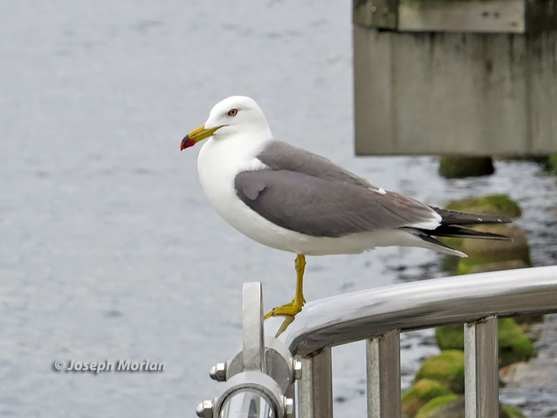 Black-tailed Gull (Larus crassirostris) 